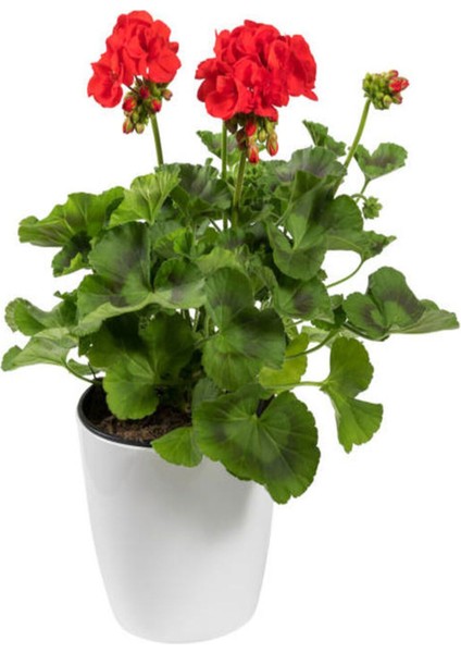 Videolu 3'lü Karışık Renk Sakız Sardunya Çiçeği 20-30 cm Tüplü Çiçekli Bodur Bitkiler Geranium