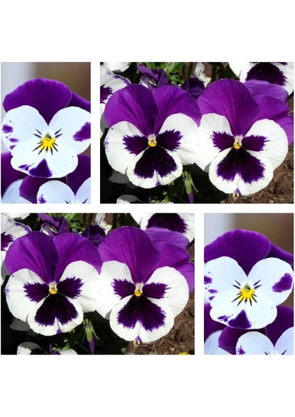Videolu 10'lu Beyazlı Morlu Hercai Menekşe Çiçeği Fidesi 5-15 cm Tüplü Çiçekli Bodur Bitkiler Viola