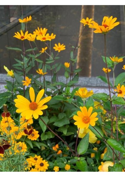 Videolu 1 Adet Sarı Çalı Papatyası Çiçeği 20-30 cm Saksılı Çiçekli Bodur Bitkiler Euryops Pectinatus
