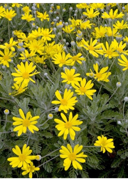 Videolu 1 Adet Sarı Çalı Papatyası Çiçeği 20-30 cm Saksılı Çiçekli Bodur Bitkiler Euryops Pectinatus