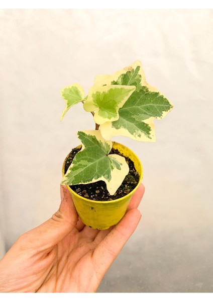 Videolu 1 Adet Mini Alacalı Duvar Sarmaşığı Çiçeği 10-15 cm Saksılı Çiçekli Bodur Hedera Helix