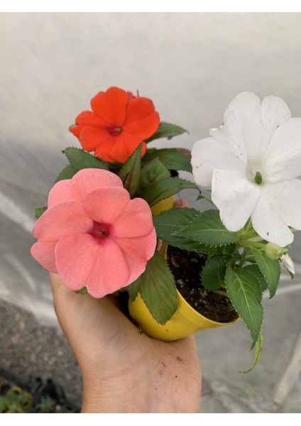 Videolu Karışık 2 Adet Cam Güzeli Çiçeği 10-15 cm Tüplü Çiçekli Bodur Bitkiler Yeni Gine