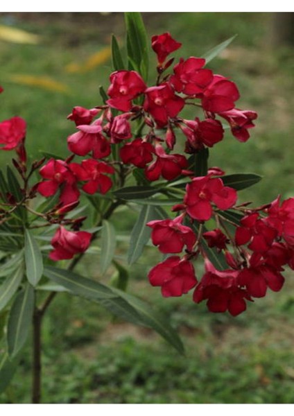 Videolu Kırmızı Bodur Zakkum (40 60 Cm)1 Adet Saksılı Çiçekli Dış Mekan Bitkisi Nerium Oleander