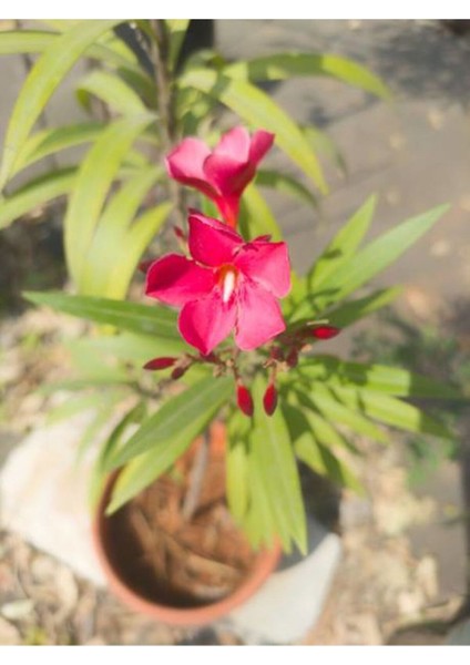 Videolu Kırmızı Bodur Zakkum (40 60 Cm)1 Adet Saksılı Çiçekli Dış Mekan Bitkisi Nerium Oleander