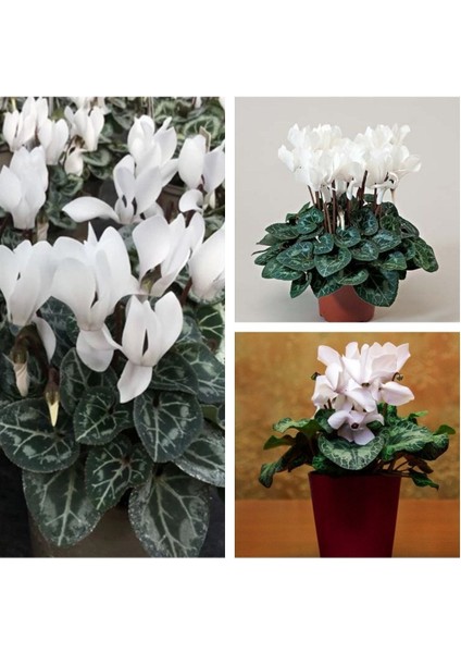 Videolu 1 Adet Beyaz Sıklamen Çiçeği 25-45 cm Saksılı Çiçekli Bodur Bitkiler Whıte Cyclamen