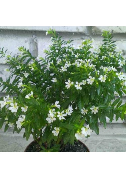 Videolu 4'lü Beyaz Küfeya Çiçeği Fidanı 20-30 cm Tüplü Çiçekli Bitkiler Periwinkle fiyatları