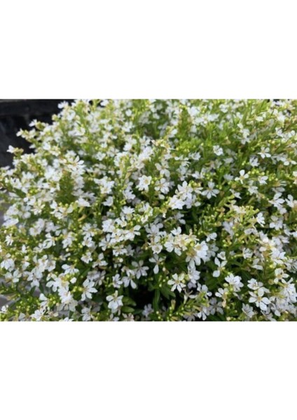 Videolu 4'lü Beyaz Küfeya Çiçeği Fidanı 20-30 cm Tüplü Çiçekli Bitkiler Periwinkle modelleri