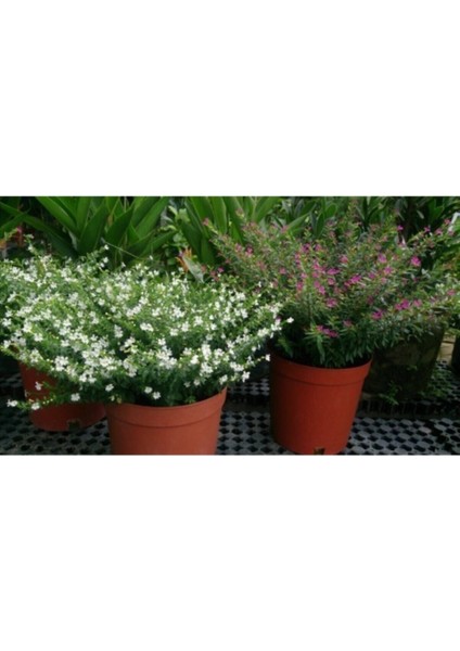 Videolu 4'lü Beyaz Küfeya Çiçeği Fidanı 20-30 cm Tüplü Çiçekli Bitkiler Periwinkle fırsatları