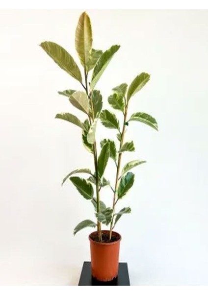 Videolu 1 Adet Alacalı Kauçuk Çiçeği Fidanı 70 - 100 cm Tüplü Çiçekli Bodur Bitkiler Ficus Elastica