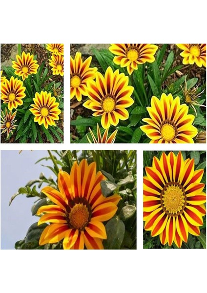 Videolu 10'lu Sarılı Kahverengili Gazanya Çiçeği 20-30 cm Tüplü Çiçekli Bodur Bitkiler Gazania