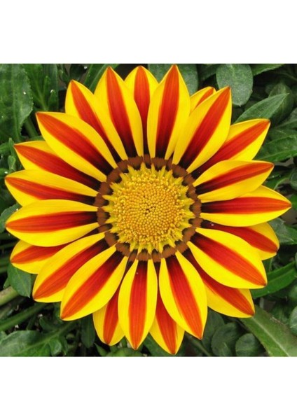 Videolu 10'lu Sarılı Kahverengili Gazanya Çiçeği 20-30 cm Tüplü Çiçekli Bodur Bitkiler Gazania modelleri