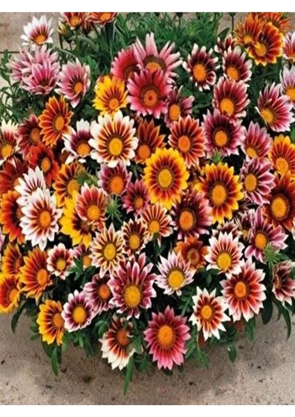 Videolu 10'lu Sarılı Kahverengili Gazanya Çiçeği 20-30 cm Tüplü Çiçekli Bodur Bitkiler Gazania fırsatları