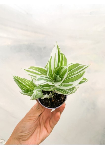 Videolu 1 Adet Beyaz Alacalı Telgraf Çiçeği/sukulent 5-15 cm Çiçekli Bodur Tradescantia Albiflora