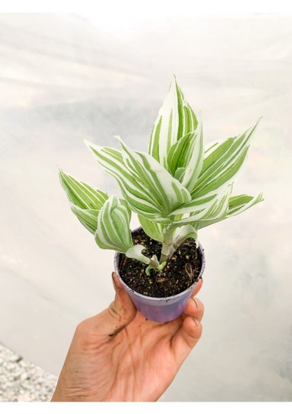 Videolu 1 Adet Beyaz Alacalı Telgraf Çiçeği/sukulent 5-15 cm Çiçekli Bodur Tradescantia Albiflora