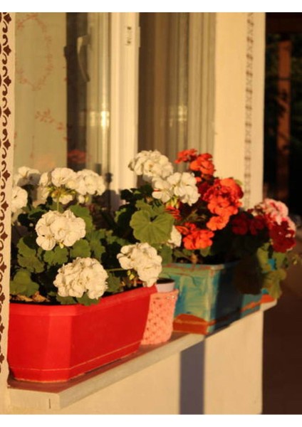 Videolu Beyaz Sardunya (10 30 cm)1 Adet Saksılı Çiçekli Bodur Bitki Geranium