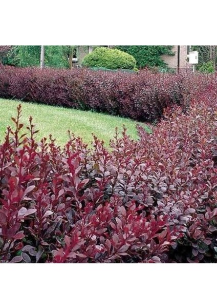 Videolu 1 Adet Berberis Çiti Çiçeği Fidanı 40-60 cm Tüplü Çiçekli Bodur Bitkiler Berberis Vulgaris