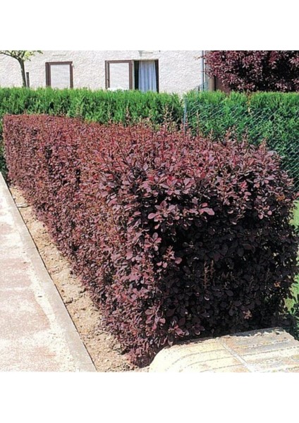 Videolu 1 Adet Berberis Çiti Çiçeği Fidanı 40-60 cm Tüplü Çiçekli Bodur Bitkiler Berberis Vulgaris