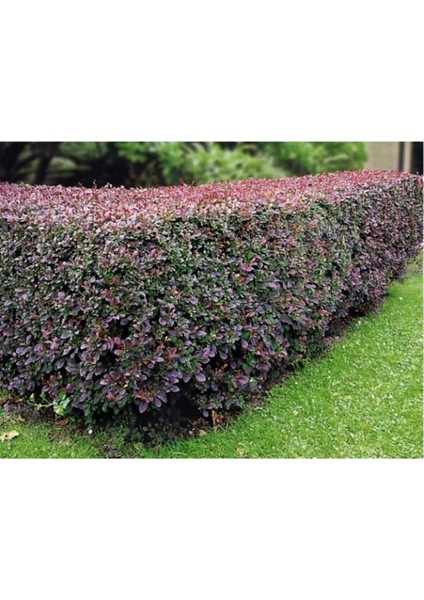 Videolu 1 Adet Berberis Çiti Çiçeği Fidanı 40-60 cm Tüplü Çiçekli Bodur Bitkiler Berberis Vulgaris