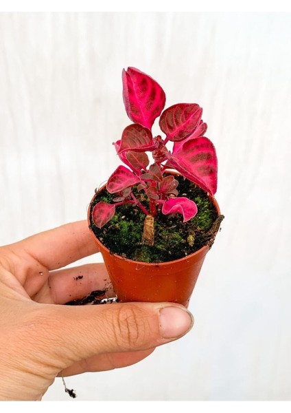 Videolu 1 Adet Mini Çingene Şalvarı Çiçeği 5-15 cm Tüplü Çiçekli Bodur Bitki Iresine Herbstii