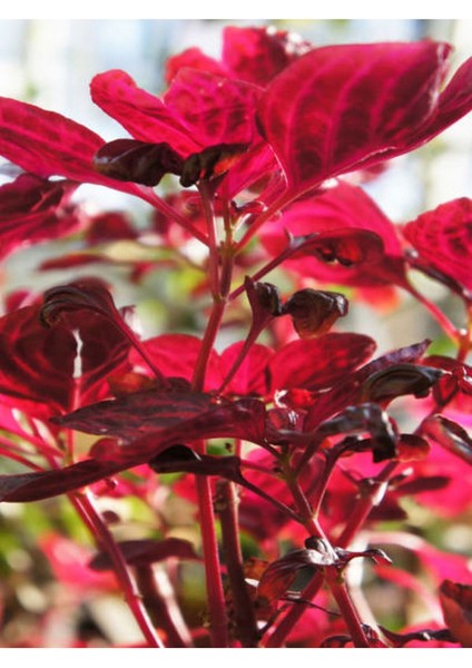 Videolu 1 Adet Mini Çingene Şalvarı Çiçeği 5-15 cm Tüplü Çiçekli Bodur Bitki Iresine Herbstii fiyatları