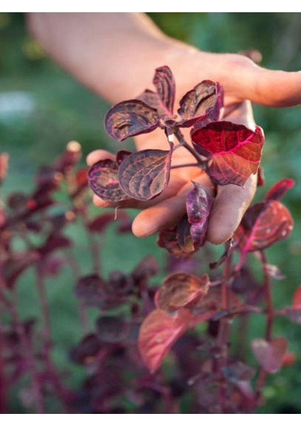 Videolu 1 Adet Mini Çingene Şalvarı Çiçeği 5-15 cm Tüplü Çiçekli Bodur Bitki Iresine Herbstii fırsatları