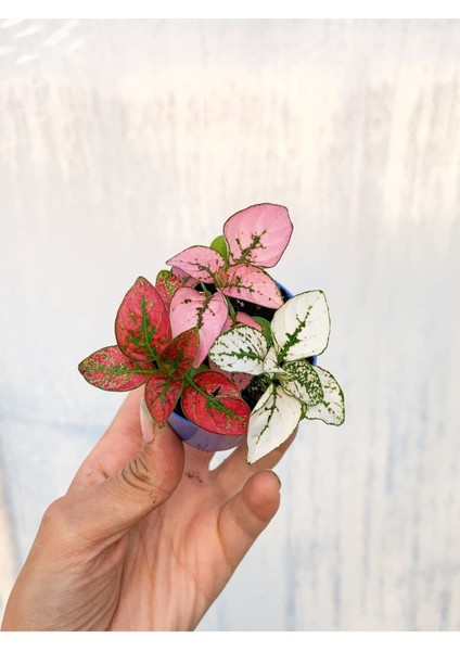 Videolu Üç Renk Hostes Bitkisi (5 15 cm)3 Adet Mini Saksılı İç/ Dış Mekan Bitkisi Hypoestes