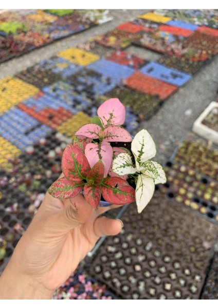 Videolu Üç Renk Hostes Bitkisi (5 15 cm)3 Adet Mini Saksılı İç/ Dış Mekan Bitkisi Hypoestes fiyatları