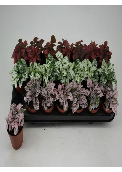 Videolu Üç Renk Hostes Bitkisi (5 15 cm)3 Adet Mini Saksılı İç/ Dış Mekan Bitkisi Hypoestes modelleri