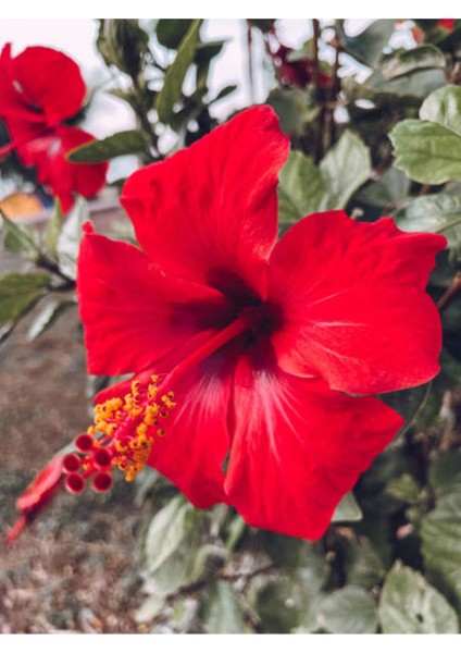 Videolu Kırmızı Japon Gülü (30 50 cm)1 Adet Saksılı Çiçekli Bodur Bitki Hibiscus Rosa-Sinensis