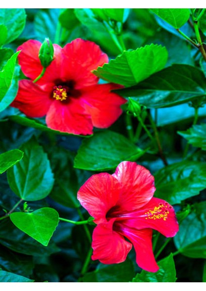 Videolu Kırmızı Japon Gülü (30 50 cm)1 Adet Saksılı Çiçekli Bodur Bitki Hibiscus Rosa-Sinensis fiyatları