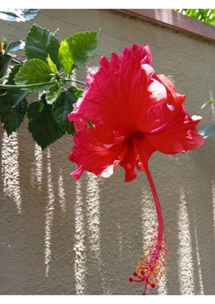 Videolu Kırmızı Japon Gülü (30 50 cm)1 Adet Saksılı Çiçekli Bodur Bitki Hibiscus Rosa-Sinensis modelleri