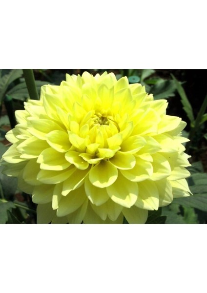Videolu 1 Adet Sarı Yıldız Çiçeği 20-30 cm Çiçekli Bodur Bitkiler Yellow Dahlıa