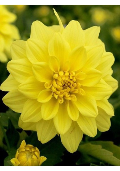 Videolu 1 Adet Sarı Yıldız Çiçeği 20-30 cm Çiçekli Bodur Bitkiler Yellow Dahlıa