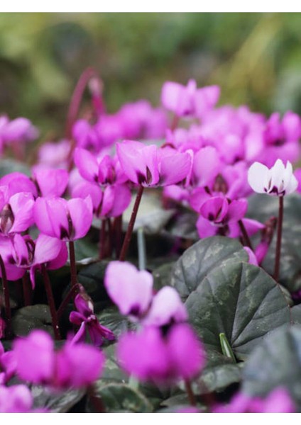 Videolu 1 Adet Mor Sıklamen Çiçeği 15-25 cm Saksılı Çiçekli Bodur Bitkiler Cyclamen