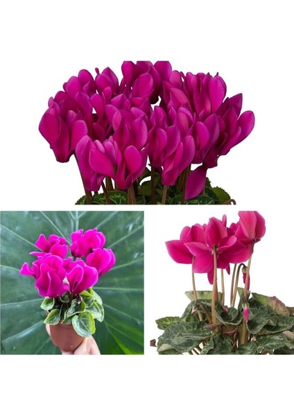 Videolu 1 Adet Mor Sıklamen Çiçeği 15-25 cm Saksılı Çiçekli Bodur Bitkiler Cyclamen fiyatları