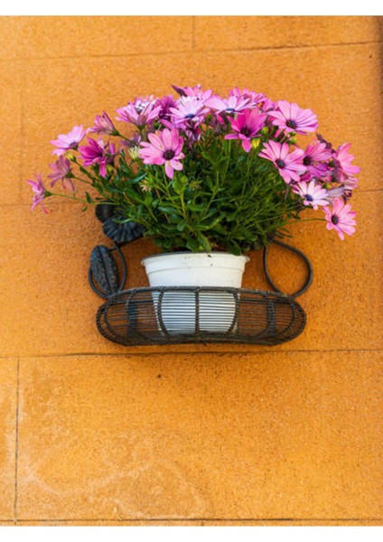 Bodrum Papatyası (30 - 40 cm) 1 Adet Saksılı Çiçekli Bodur Bitki Osteospermum Fruticosum