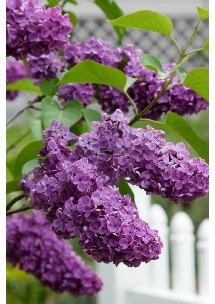 Videolu 1 Adet Kokulu Leylak Çiçeği 30- 60 cm Saksılı Çiçekli Bodur Bitkiler Lilac