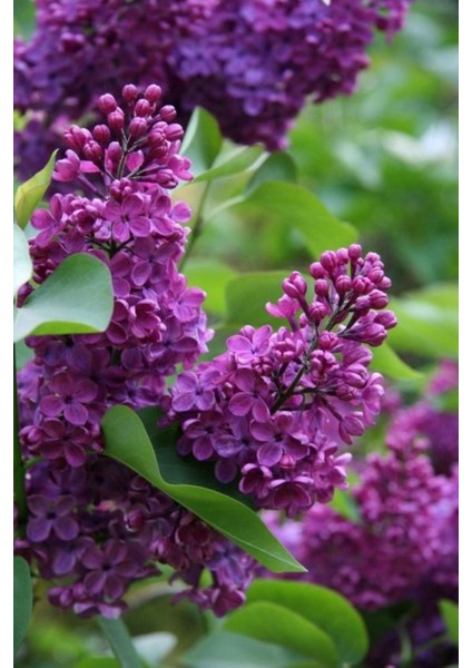 Videolu 1 Adet Kokulu Leylak Çiçeği 30- 60 cm Saksılı Çiçekli Bodur Bitkiler Lilac