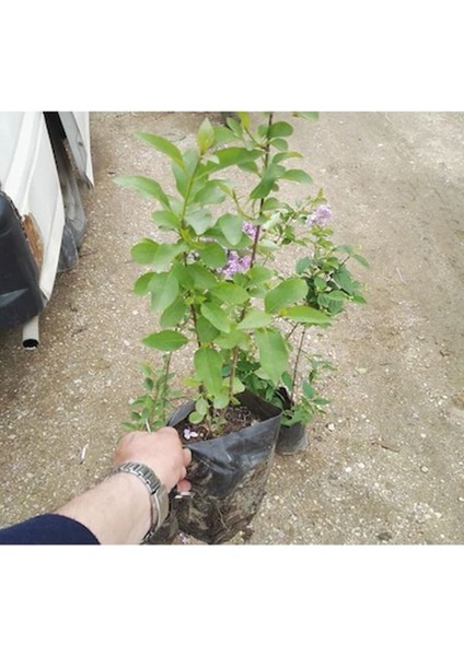Videolu 1 Adet Kokulu Leylak Çiçeği 30- 60 cm Saksılı Çiçekli Bodur Bitkiler Lilac