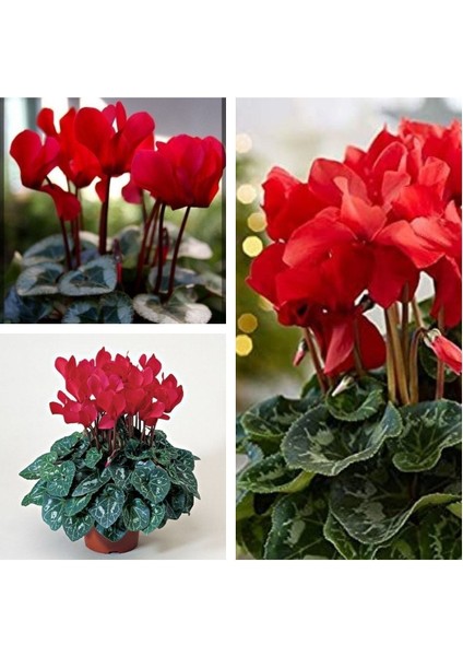 Kırmızı Sıklamen (Cyclamen) Çiçeği Saksılı
