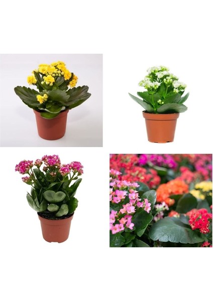 Videolu 3'lü Karışık Renk Kalanşo (Emel Hanım) Çiçeği 10-20 cm Tüplü Çiçekli Bodur Bitki Kalanchoe