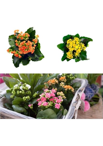 Videolu 3'lü Karışık Renk Kalanşo (Emel Hanım) Çiçeği 10-20 cm Tüplü Çiçekli Bodur Bitki Kalanchoe fiyatları