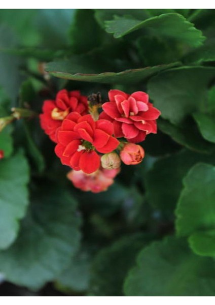 Videolu 3'lü Karışık Renk Kalanşo (Emel Hanım) Çiçeği 10-20 cm Tüplü Çiçekli Bodur Bitki Kalanchoe modelleri
