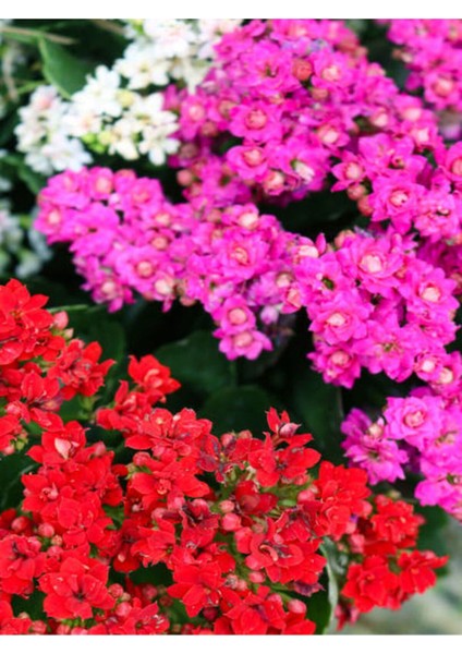 Videolu 3'lü Karışık Renk Kalanşo (Emel Hanım) Çiçeği 10-20 cm Tüplü Çiçekli Bodur Bitki Kalanchoe fırsatları