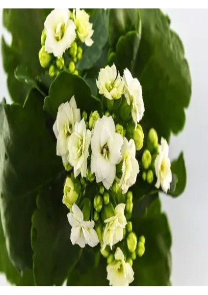 Videolu 3'lü Karışık Renk Kalanşo (Emel Hanım) Çiçeği 10-20 cm Tüplü Çiçekli Bodur Bitki Kalanchoe indirimleri