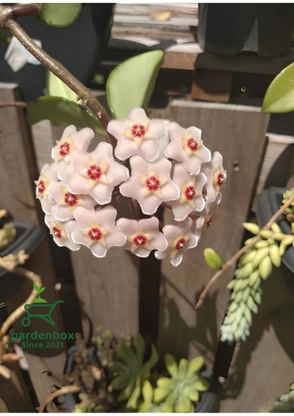 Kokulu Beyaz Renk Mum Çiçeği 1 Adet 10-20 cm Çok Yıllı Sarmaşık(Hoya)