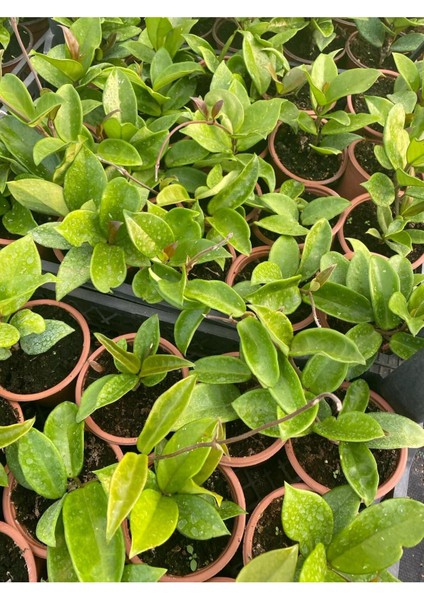 Kokulu Beyaz Renk Mum Çiçeği 1 Adet 10-20 cm Çok Yıllı Sarmaşık(Hoya) modelleri