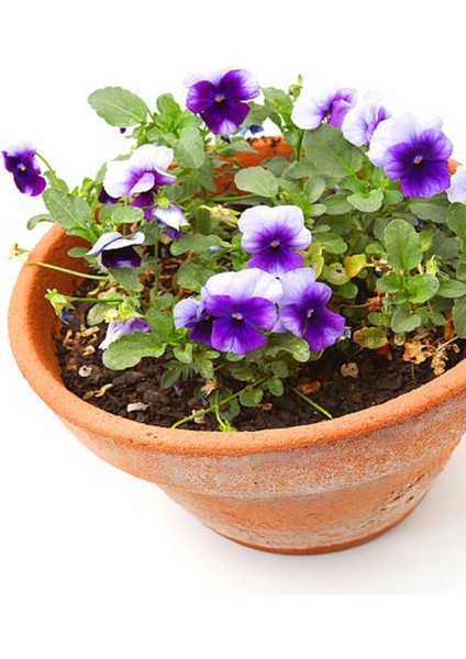 Videolu Hercai Menekşe Çiçeği (5 10 cm)30 Adet Saksılı/ Tüplü Çiçekli Bodur Bitki Viola Tricolor fırsatları