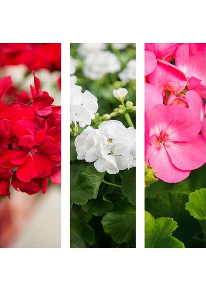 Videolu 3'lü Karışık Renk Sardunya Çiçeği 20-30 cm Saksılı Çiçekli Bodur Bitkiler (Pelargonium)