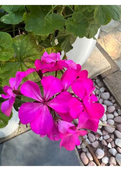 Videolu 3'lü Karışık Renk Sardunya Çiçeği 20-30 cm Saksılı Çiçekli Bodur Bitkiler (Pelargonium) fırsatları